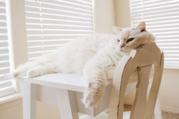 Cat laying on table