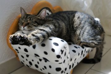 Cat stretching out on miniature chair